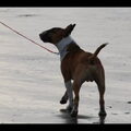 Bull Terrier, standaard