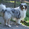 Australian Shepherd