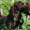 Duitse Staande Hond, Langhaar