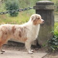 Australian Shepherd