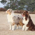 Australian Shepherd