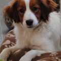 Kooikerhondje