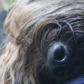 Briard