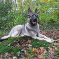 Shiloh Shepherd