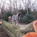 Shiloh Shepherd