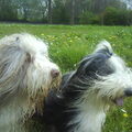 Bearded Collie