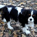 Nelly (particulier geen kennel)
