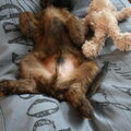Briard
