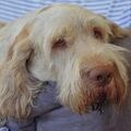 Spinone Italiano