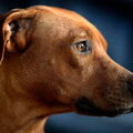 Rhodesian Ridgeback