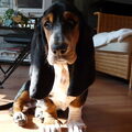 Basset Hound