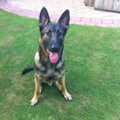 Duitse Herder