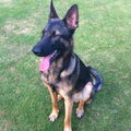 Duitse Herder
