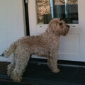 Irish Softcoated Wheaten Terriër