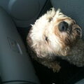 Irish Softcoated Wheaten Terriër