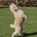 Irish Softcoated Wheaten Terriër