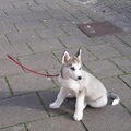 toen ze 6 weekies was was ze heeel oplettend want ze zag een enge duif:P
