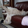 Irish Softcoated Wheaten Terriër