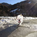 Engelse Bulldog