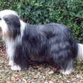 Bearded Collie