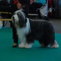 Bearded Collie