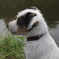 Jack Russell Terrier