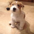 Jack Russell Terrier