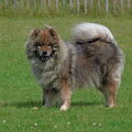 Eurasier