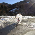 Engelse Bulldog
