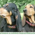 Chien Courant du Jura