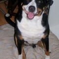Appenzeller Sennenhond
