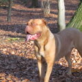 Bordeauxdog