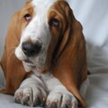 Basset Hound