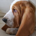Basset Hound