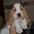 Basset Hound
