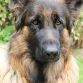 Oud Duitse Herdershond