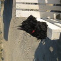 Schotse Terrier