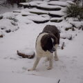 Mastin del Pirineo