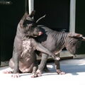 Peruaanse Naakt pups!