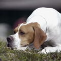 Engelse Pointer