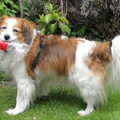 Kooikerhondje