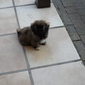 Pekingees