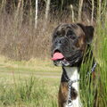 Boxer