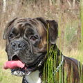 Boxer