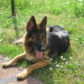 Oud Duitse Herdershond
