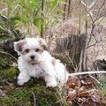 Coton de Tulear