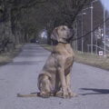Fila Brasileiro