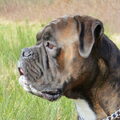 Boxer