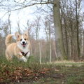 Welsh Corgi Pembroke