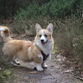 Welsh Corgi Pembroke